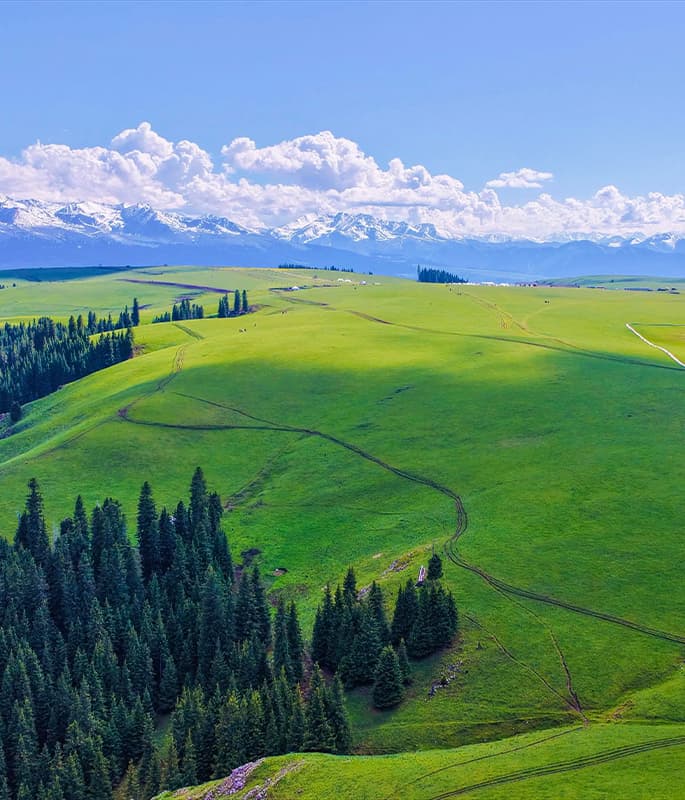Kalajun Grassland detail view 4