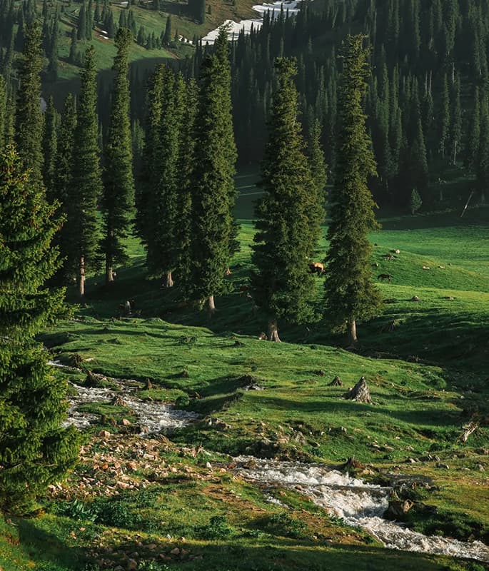 Nalati Grassland detail view 4