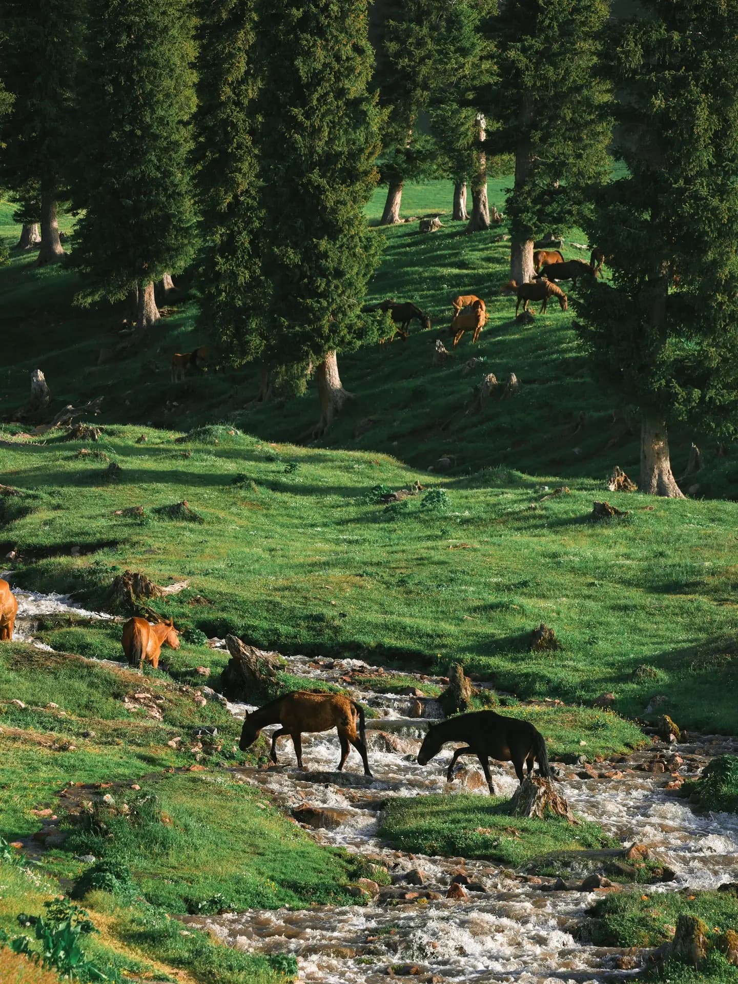 Ili Xinjiang grassland and valley landscape